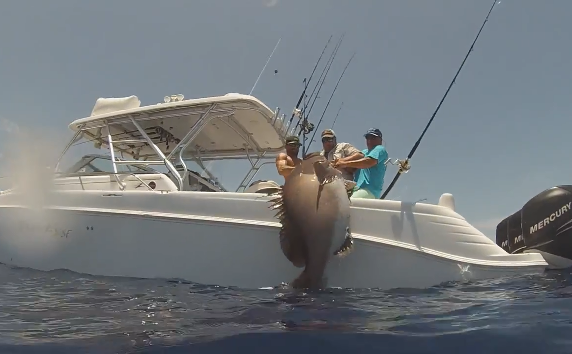 近日美国渔友在佛罗里达西南部捕获一条重达317斤的华沙石斑鱼